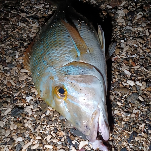 タマンの釣果