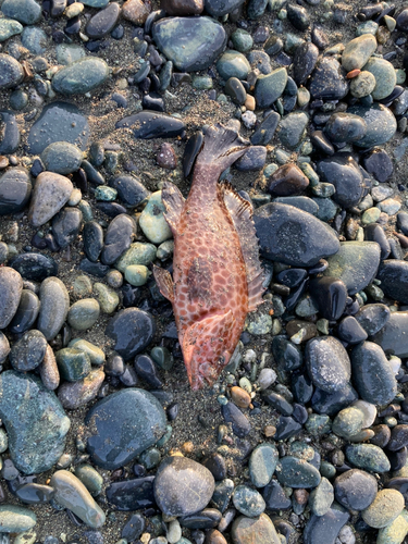 オオモンハタの釣果