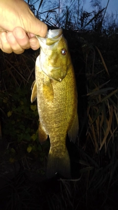 スモールマウスバスの釣果