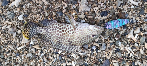 カンモンハタの釣果