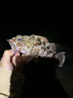 アラカブの釣果