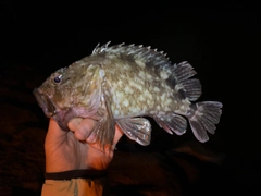 アラカブの釣果