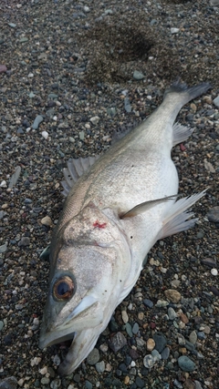 ヒラスズキの釣果