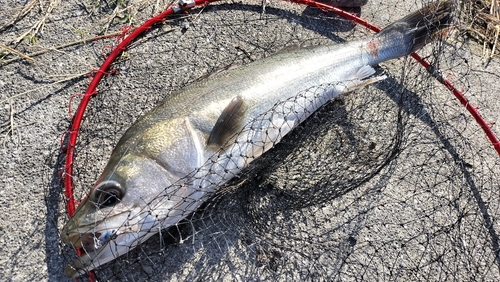 スズキの釣果