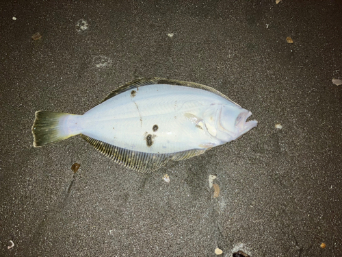 ソゲの釣果