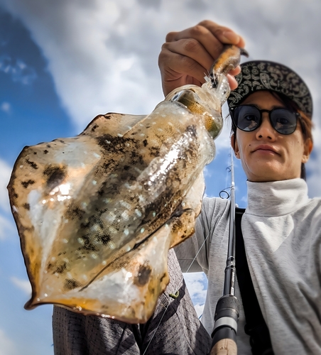 アオリイカの釣果