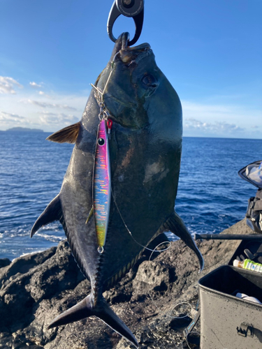 ギンガメアジの釣果