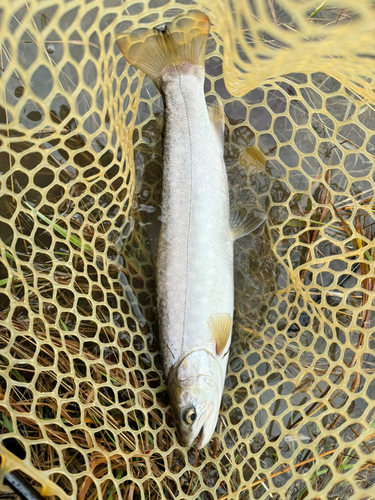 アメマスの釣果