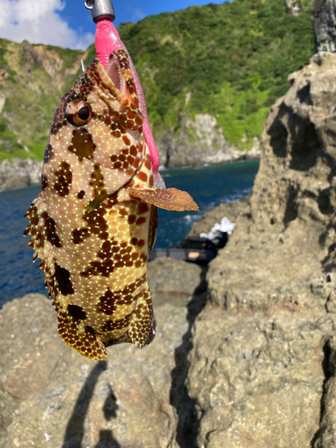 カンモンハタの釣果