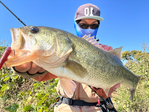 ブラックバスの釣果