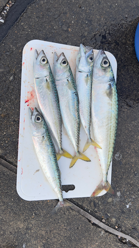 サバの釣果