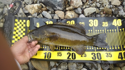 スモールマウスバスの釣果