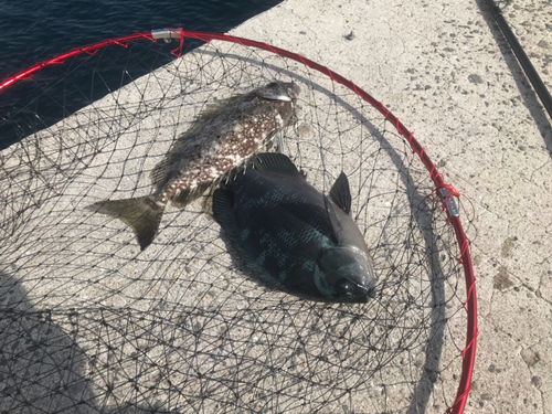 アイゴの釣果