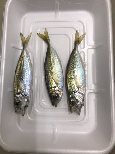 アジの釣果