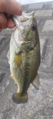 ブラックバスの釣果