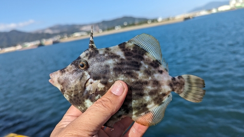 カワハギの釣果