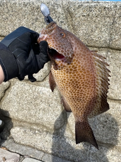 オオモンハタの釣果