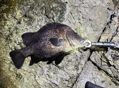 ヒゲダイの釣果