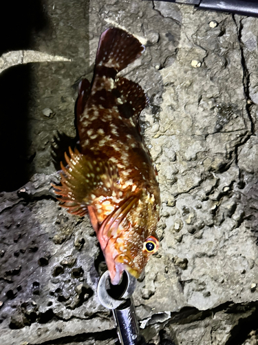 カサゴの釣果