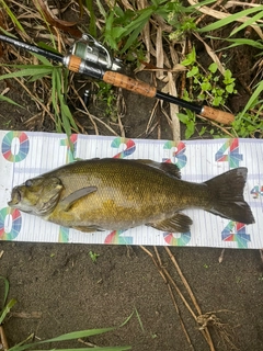 スモールマウスバスの釣果