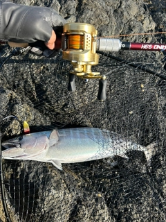 ハガツオの釣果