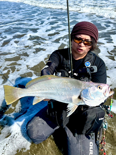 オオニベの釣果