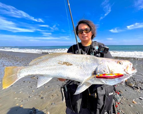 オオニベの釣果