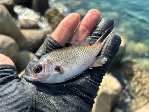 スズメダイの釣果