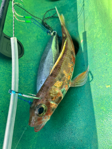 アヤメカサゴの釣果