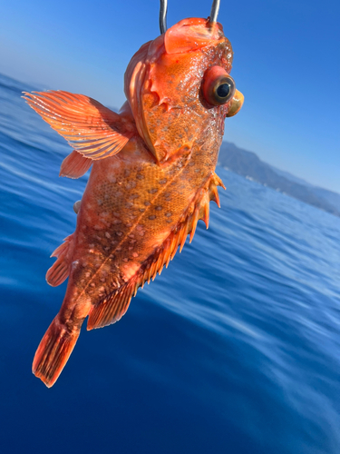 ウッカリカサゴの釣果