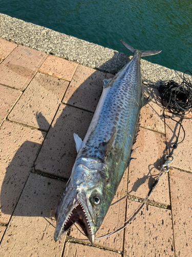 サワラの釣果