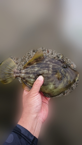 カワハギの釣果