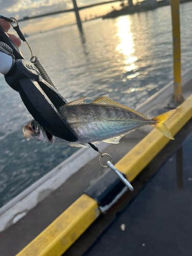 マアジの釣果