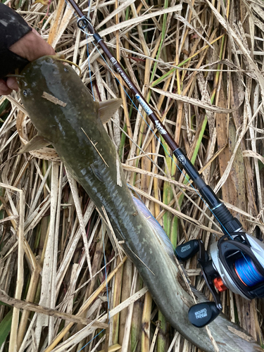 ナマズの釣果