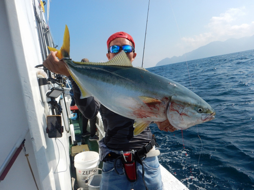 ブリの釣果