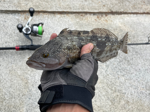 アイナメの釣果