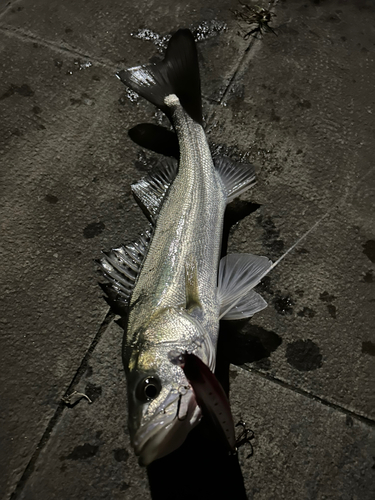 スズキの釣果