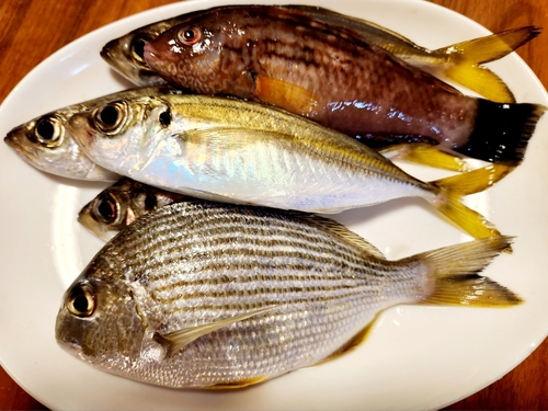 ヘダイの釣果