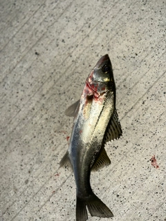 セイゴ（マルスズキ）の釣果