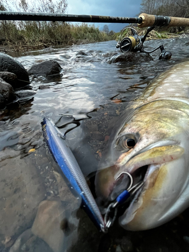 アメマスの釣果