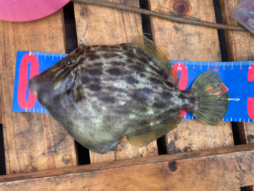 カワハギの釣果