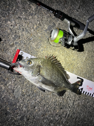 クロダイの釣果