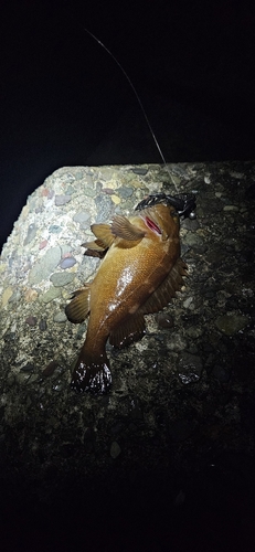 エゾメバルの釣果