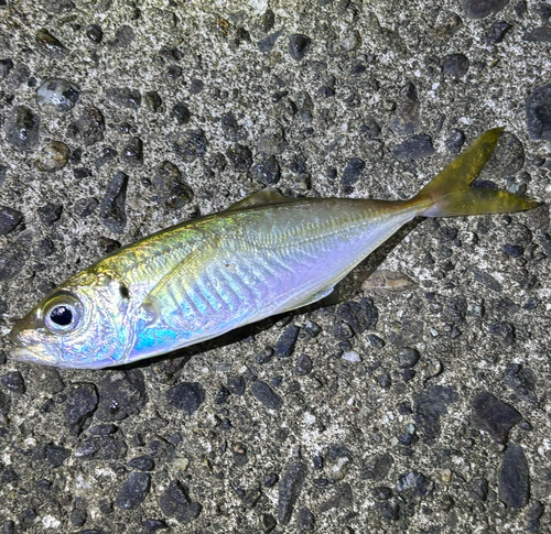 マアジの釣果