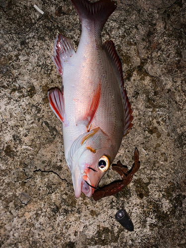 ヒメフエダイの釣果