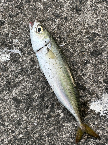 サバの釣果