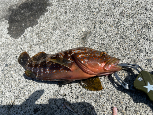 ハタの釣果