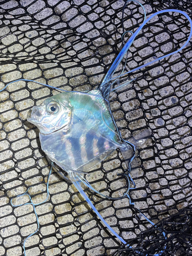 イトヒキアジの釣果