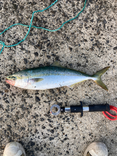 ヤズの釣果