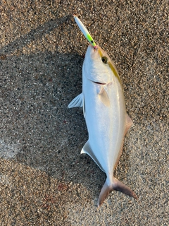 ショゴの釣果